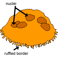 Diagram of osteoclast