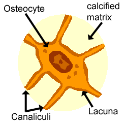 Diagram of an osteocyte