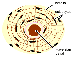Osteon diagram TS