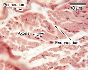 Peripheral nerve