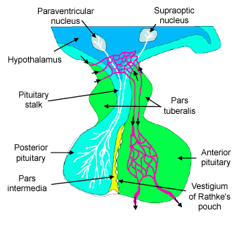 Diagram of pituitary