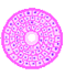 Diagram of a primary follicle