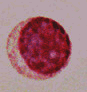 Lymphocyte