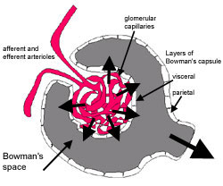 Diagram of the renal corpuscle
