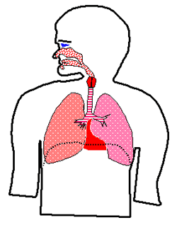Diagram of respiratory system