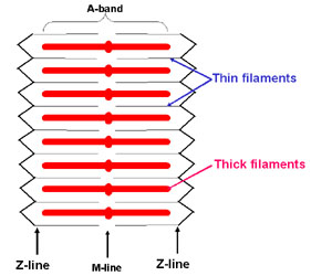 Diagram of a muscle sarcomere