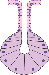 Simple acinar gland diagram