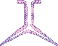 Simple branched tubular gland diagram