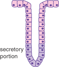 Simple tubular gland diagram