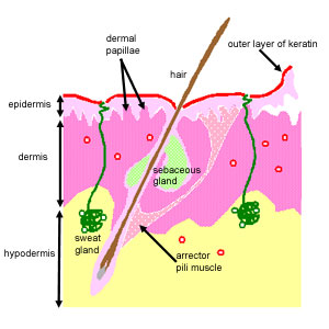 Diagram of skin