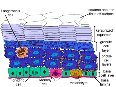 Epidermal layers diagram