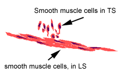 Diagram of smooth muscle cells