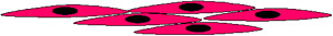 Diagram of smooth muscle cells