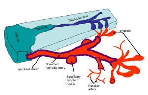 Spleen diagram