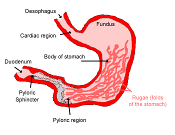 Diagram of the stomach
