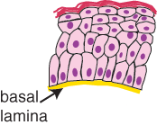 Keratinised epithelium