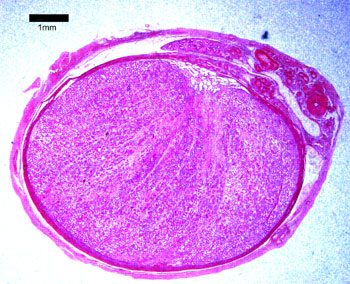 Testis