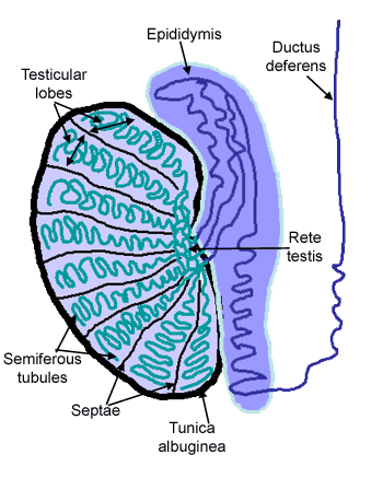 Diagram of testis