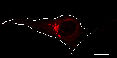 TGN in a cell
