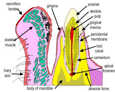 Diagram of section through mouth