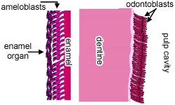 Tooth structure
