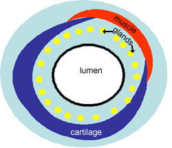 Diagram of trachea