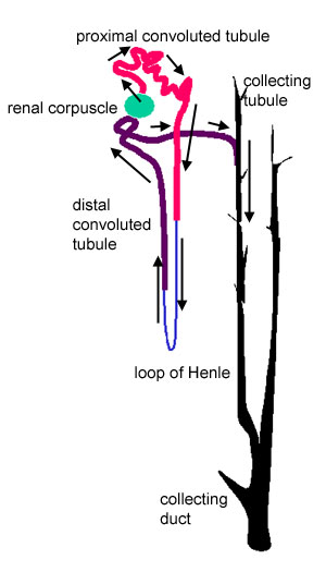 Renal corpuscle