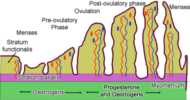 Illustration of how the wall of the uterus changes during the menstrual cycle