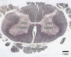 Spinal cord