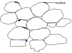 Diagram of adipocytes