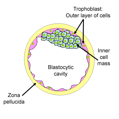 Diagram showing the blastocyst in more detail