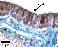 Ciliated cells