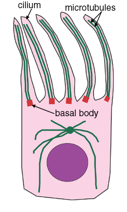 Diagram of cilia