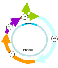 Diagram of the cell cycle