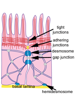 Diagram of cell junctions