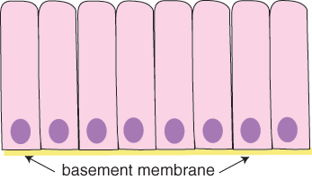 Diagram of columnar cells