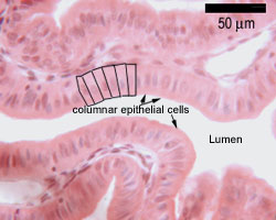 Columnar epithelium