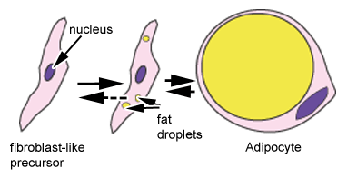 Diagram of adipocyte formation