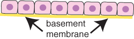 Diagram cuboidal cells