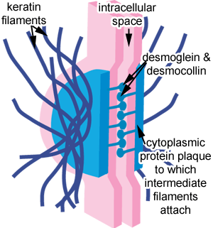 Desmosome