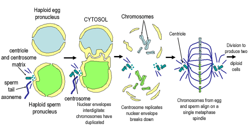 Diagram of fertilisation