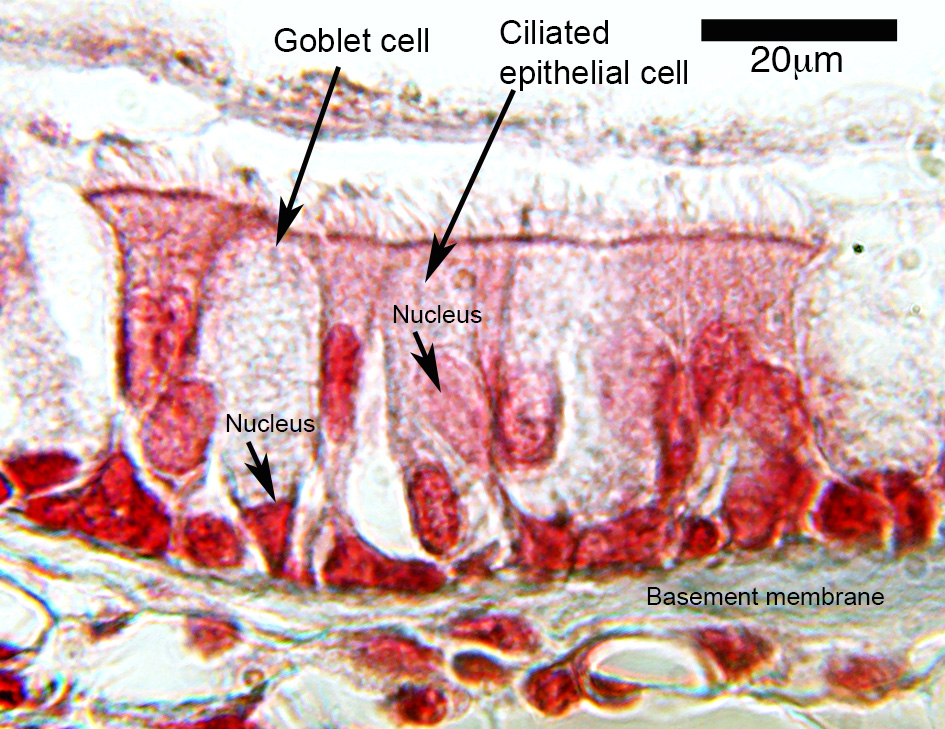 Epithelium of the trachea
