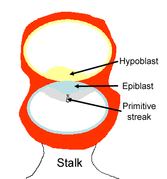 Illustration showing the appearance of a midline structure, a depression, on the epiblast called the primitive streak