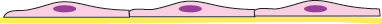 Stratified squamous diagram