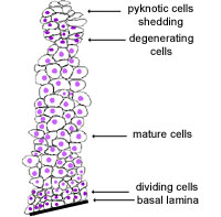 Stratified squamous diagram