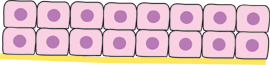 Columnar/cuboidal