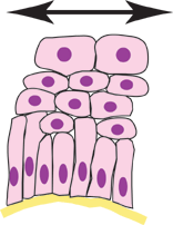 Transitional diagram