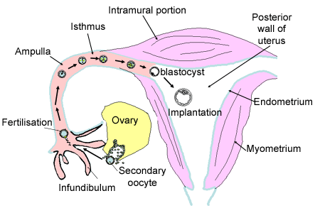 Diagram of uterus, fallopian tubes, ovary