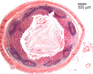Appendix