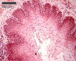 Oesophagus